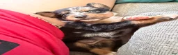 Australian Shepherd dogs for sale: Juniper  - Ad 5