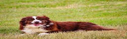 Mini Aussiedoodle dogs for sale: Archie - Ad 5