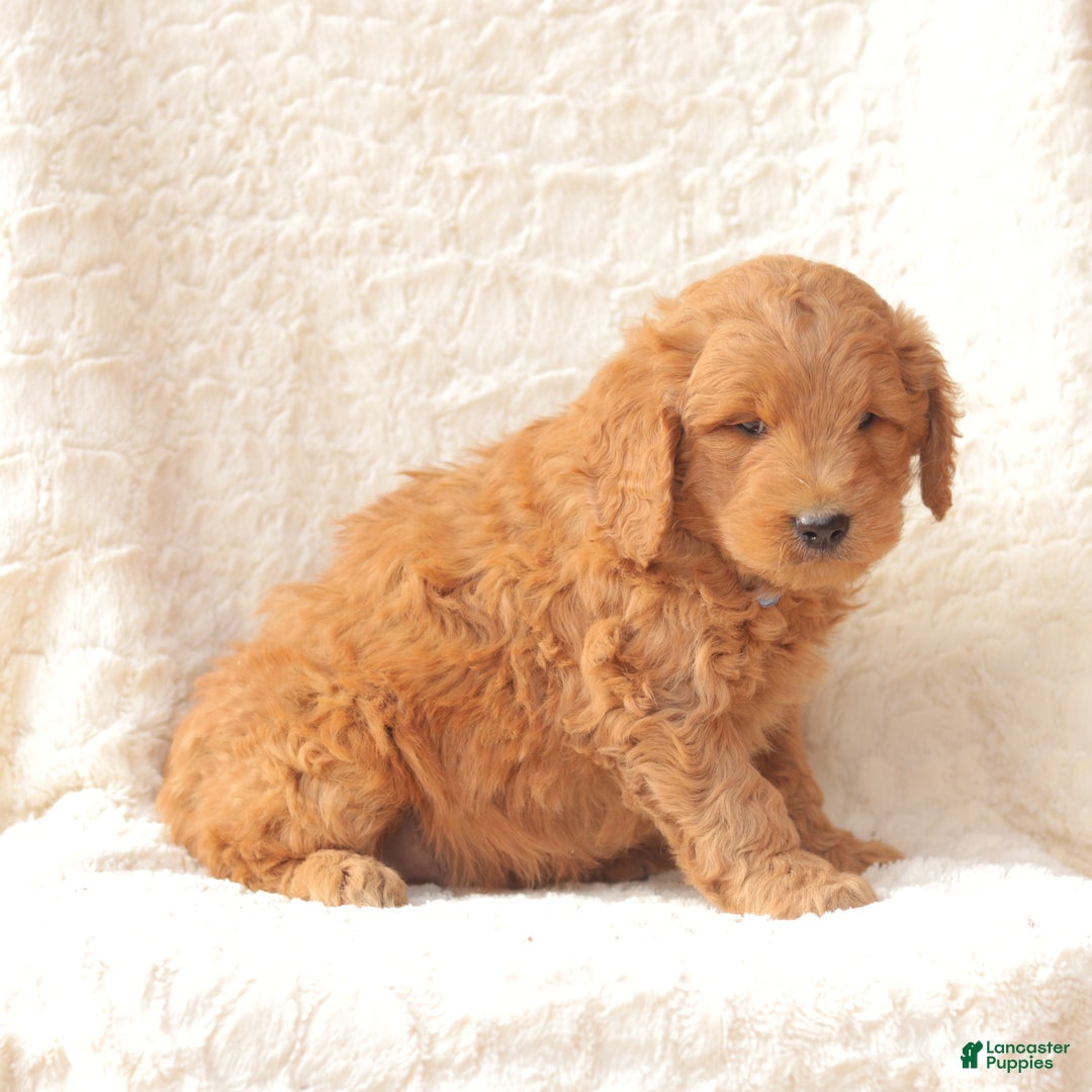 Mini Goldendoodle dogs for sale: Snickers - Ad 2