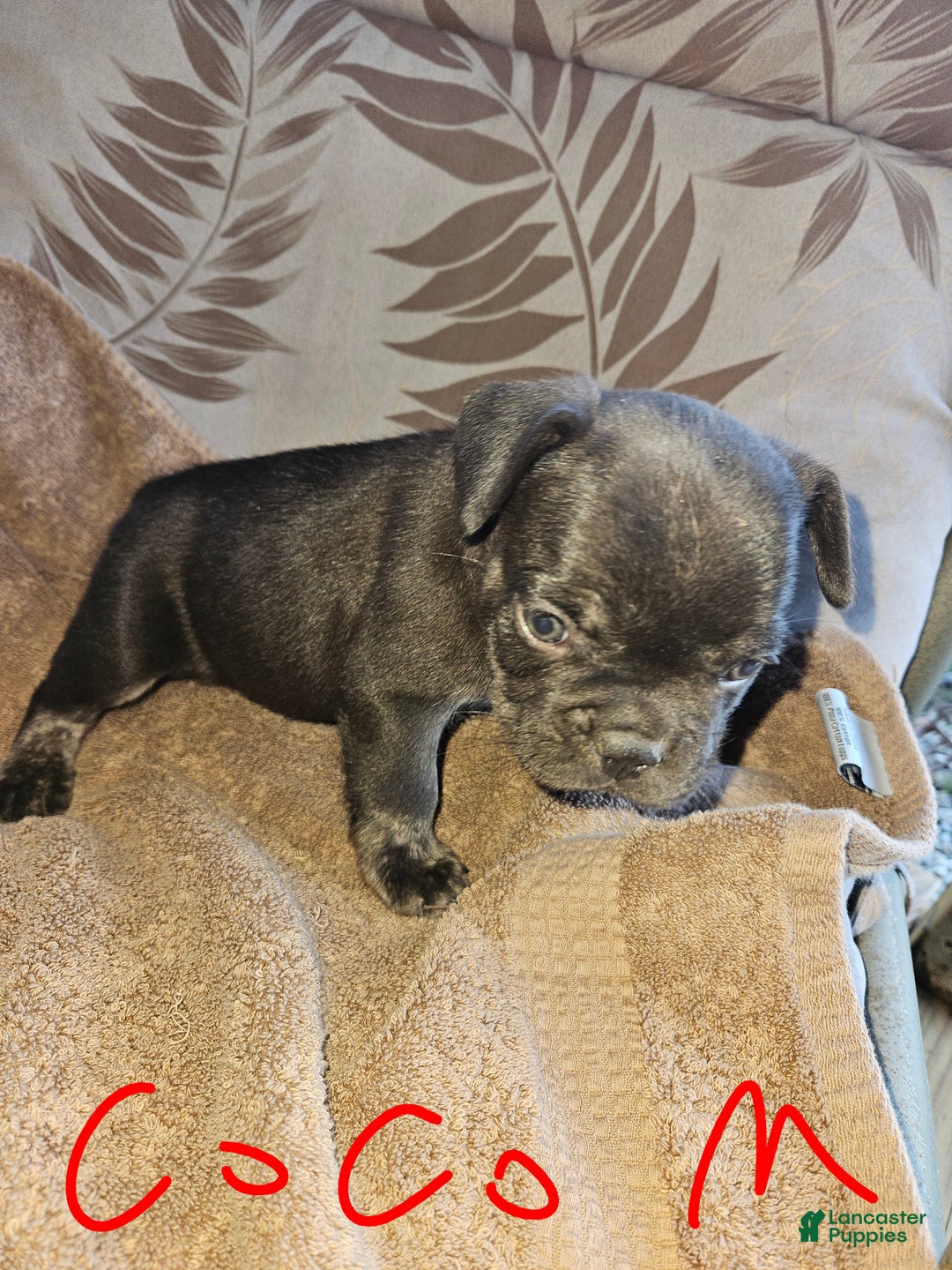 French Bulldog dogs for sale: French Bulldog Puppy 1 - Ad 8