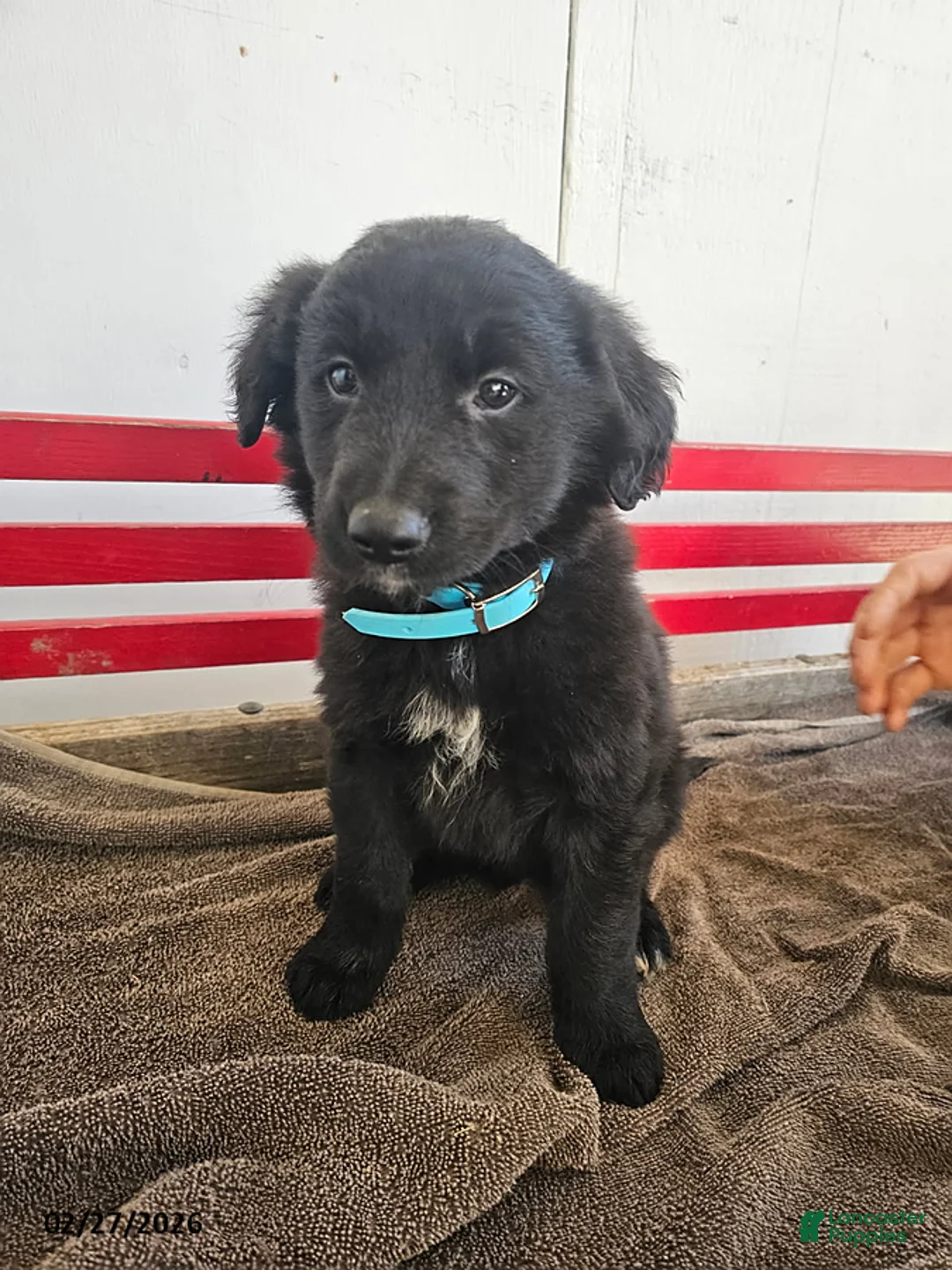 Mixed Breed dogs for sale: Lenny - Ad 1