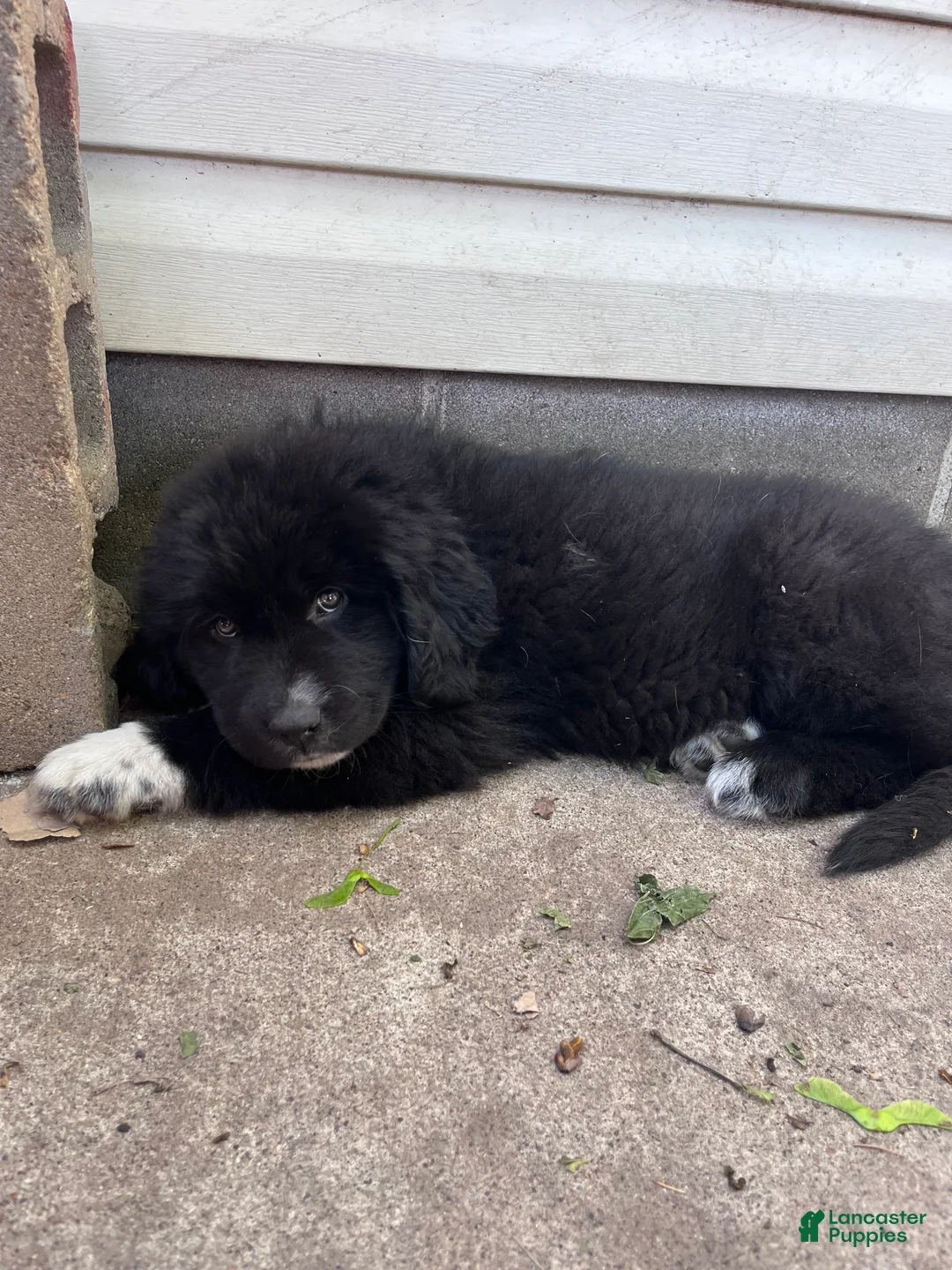 Mixed Breed dogs for sale: Mixed Breed Puppy 4 - Ad 2