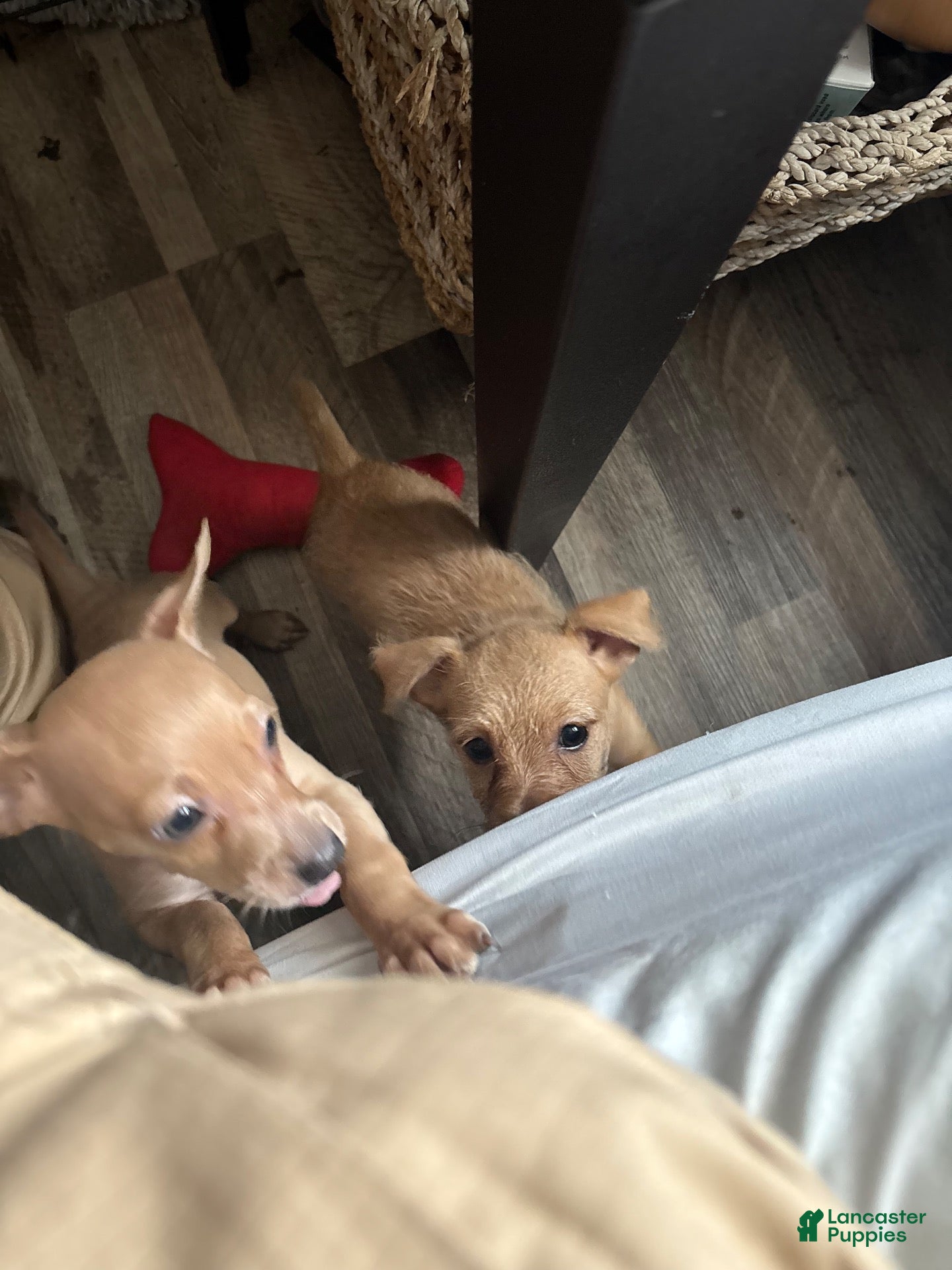 Mixed Breed dogs for sale: Mixed Breed 5 - Ad 2