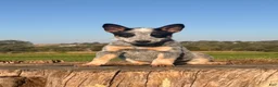 Australian Cattle Dog dogs for sale: Cinch - Ad 1