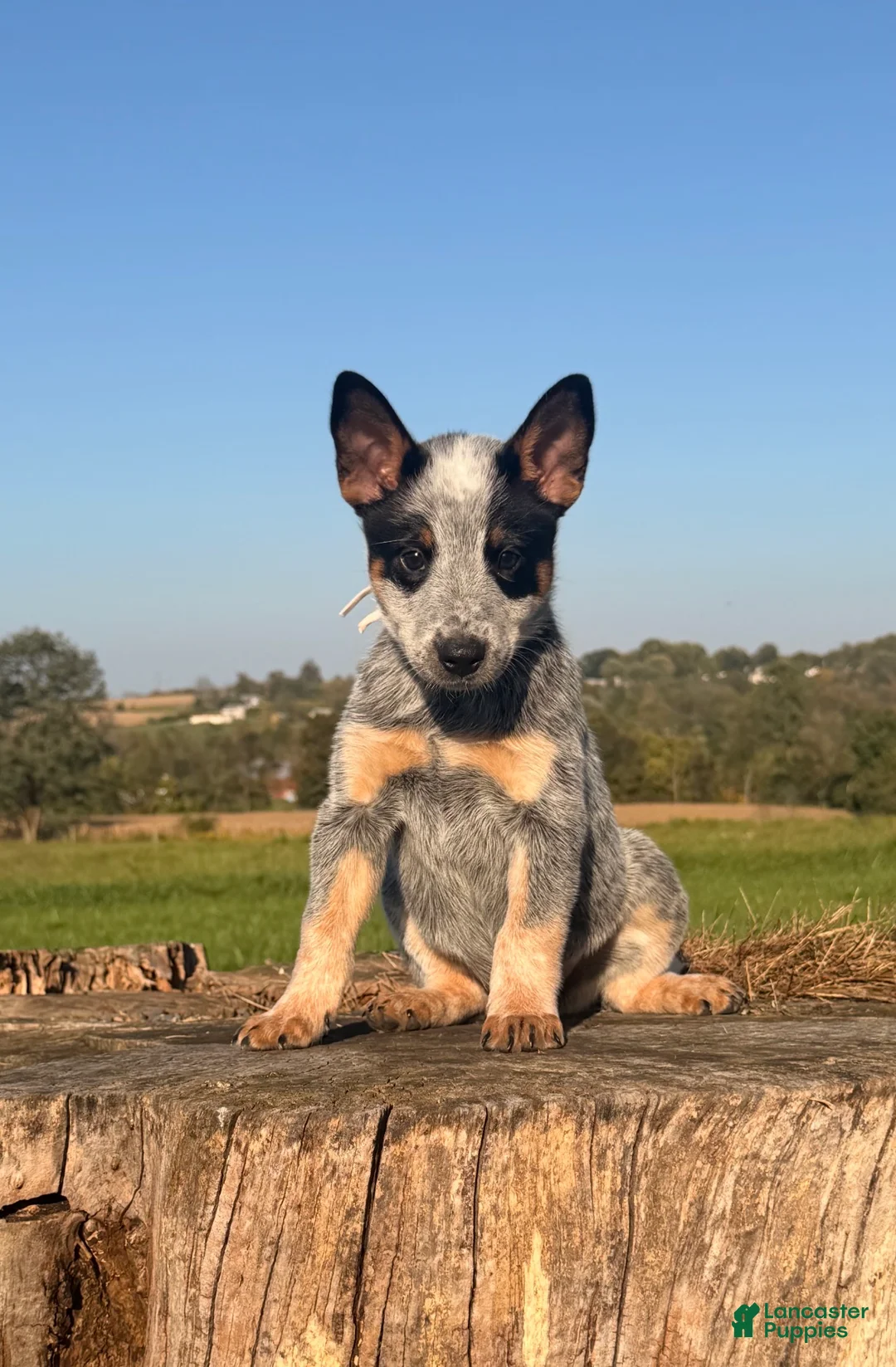 Australian Cattle Dog dogs for sale: Cinch - Ad 1