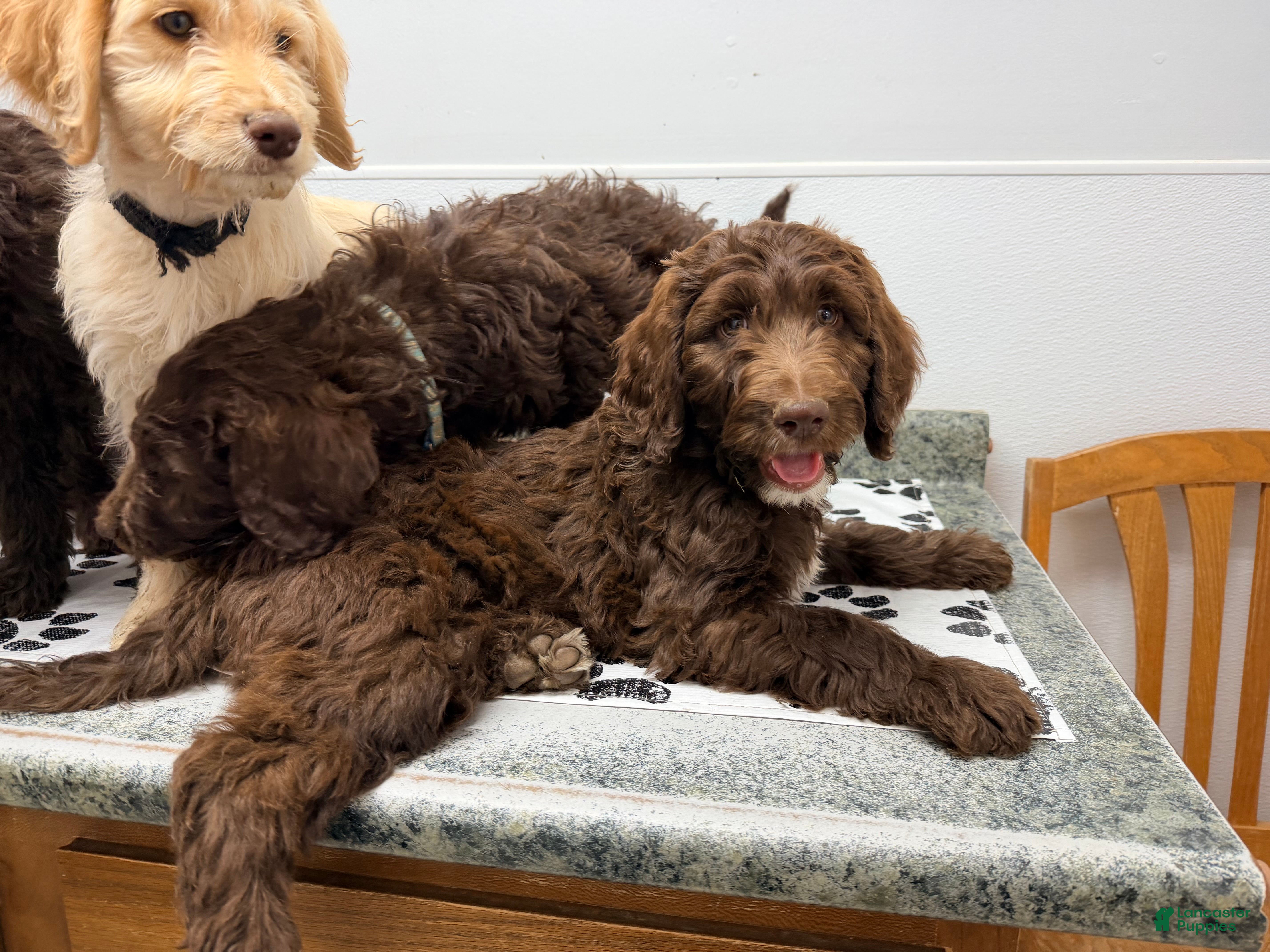 Goldendoodle dogs for sale: Coco  - Ad 1