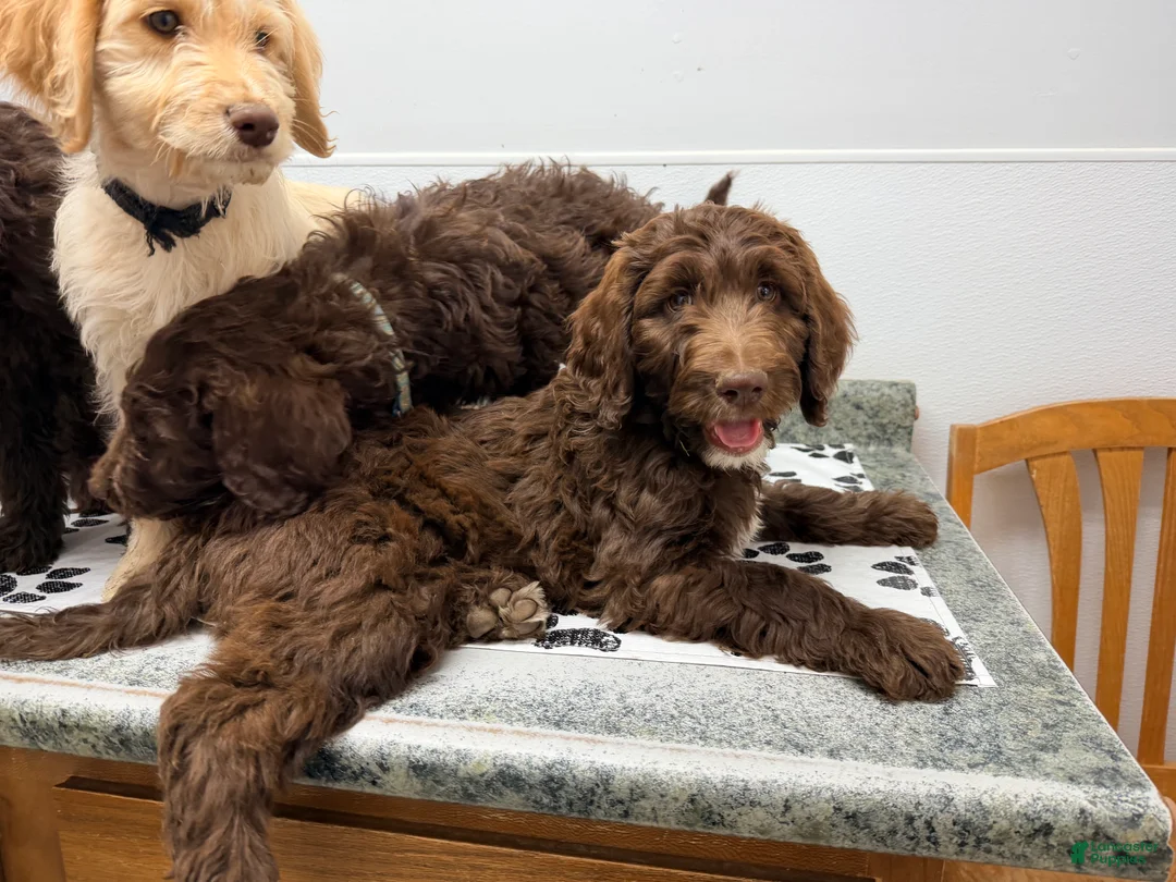 Goldendoodle dogs for sale: Coco  - Ad 1