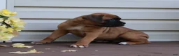 Boxer dogs for sale: Otis - Ad 6