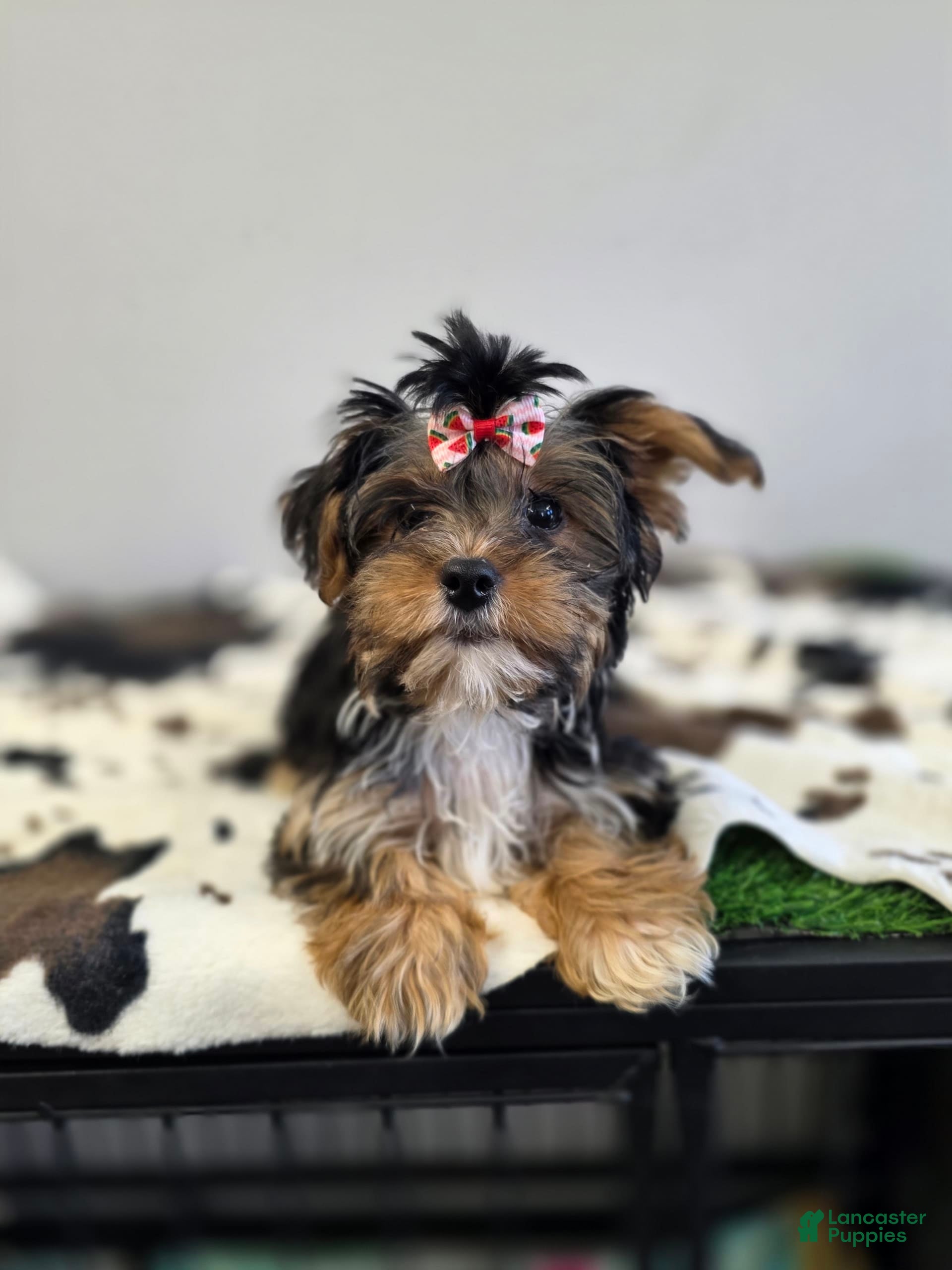 Ckc Yorkshire Terrier Puppies for sale Lancaster Puppies