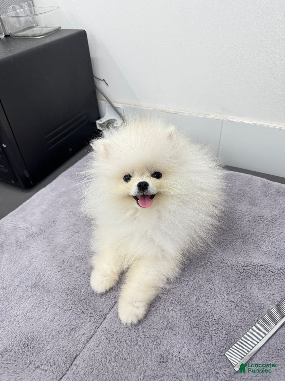 Pomeranian dogs for sale: Pomeranian Puppy 1 - Ad 2