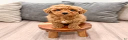 Miniature Poodle dogs for sale: Cinnamon - Ad 2