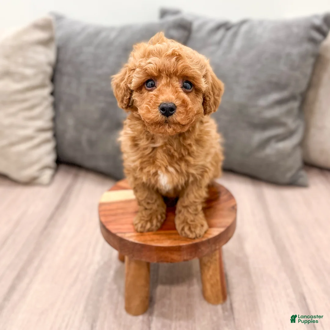 Miniature Poodle dogs for sale: Cinnamon - Ad 2