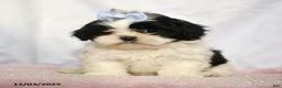 Shih Tzu dogs for sale: Janet - Ad 1