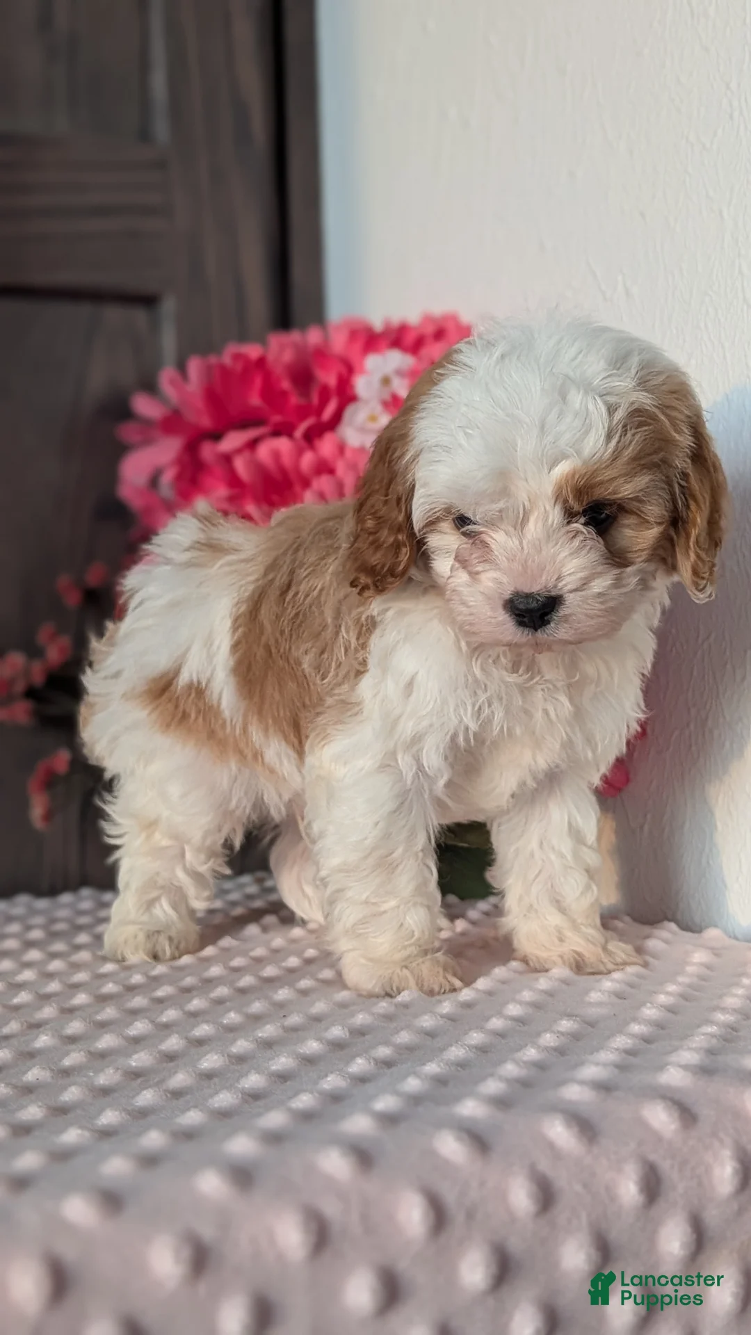 Cavapoo dogs for sale: Tripp - Ad 9