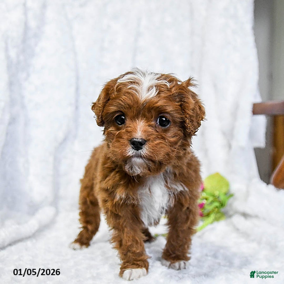 Cavapoo dogs for sale: Sammi - Ad 1