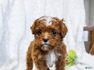 Cavapoo dogs Sammi - Ad 38