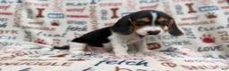 Beagle dogs for sale: Waylon - Ad 3