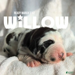 Great Dane dogs Willow - Ad 1