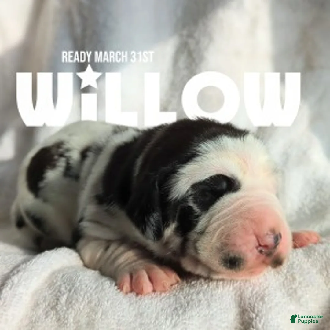 Great Dane dogs for sale: Willow - Ad 1