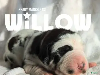 Great Dane dogs for sale: Willow - Ad 3