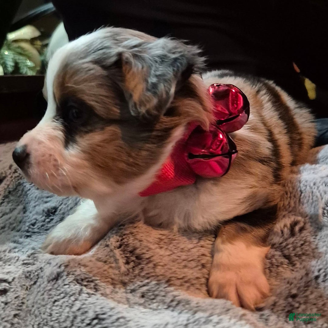 Toy Australian Shepherd dogs for sale: Toy Australian Shepherd Puppy 2 - Ad 4