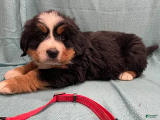 Bernese Mountain Dog dogs Maverick - Ad 8