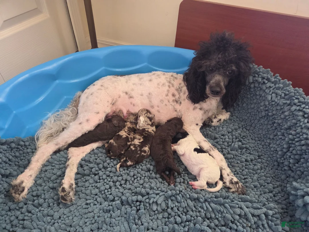 Miniature Poodle dogs for sale: Eclaire aka Claire Bear - Ad 2