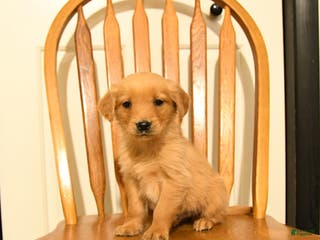 Golden Retriever dogs Bambi - Ad 30