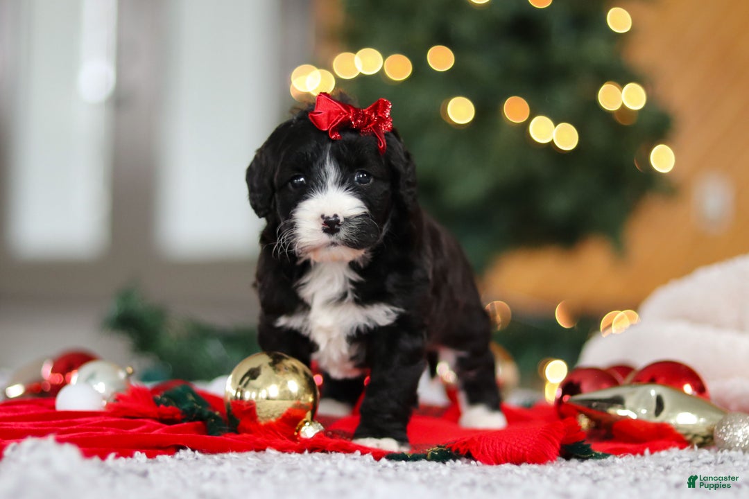 Mini Goldendoodle dogs for sale: Autumn  - Ad 7