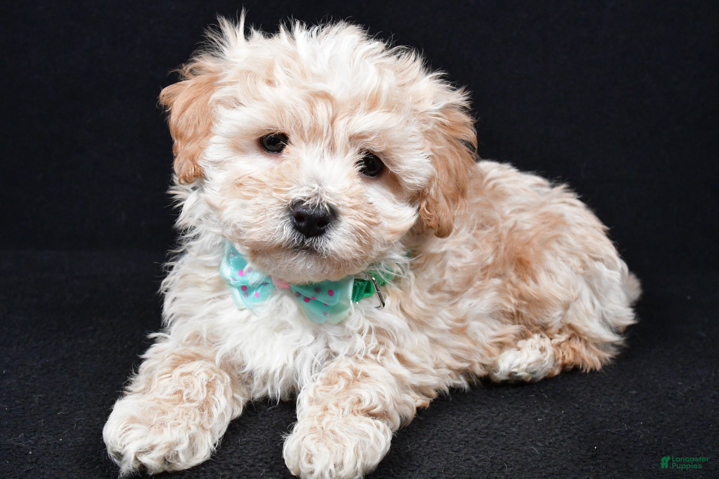 Maltipoo dogs Valor - Ad 30