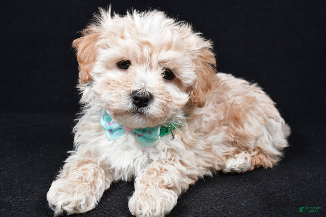 Maltipoo dogs for sale: Valor - Ad 1