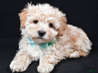 Maltipoo dogs Valor - Ad 20