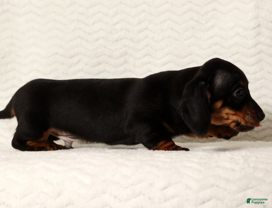 Miniature Dachshund dogs for sale: Rudolph - Ad 9