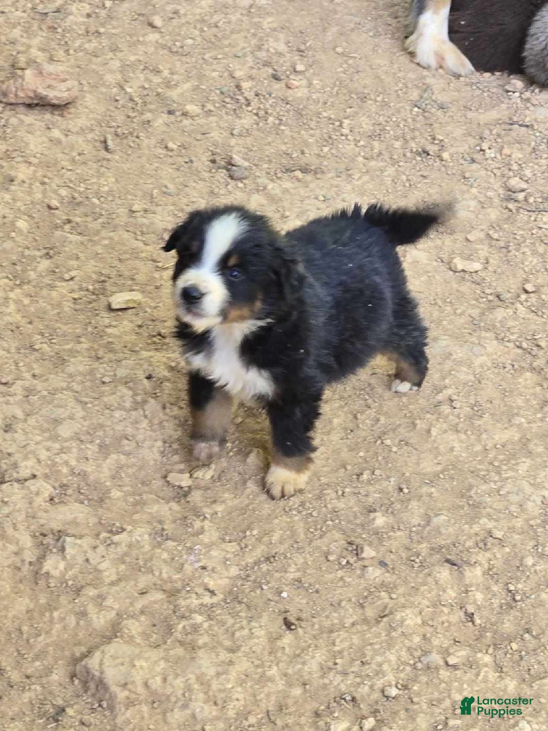 Australian Shepherd dogs Australian Shepherd Puppy 7 - Ad 36