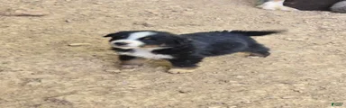 Australian Shepherd Puppy 7