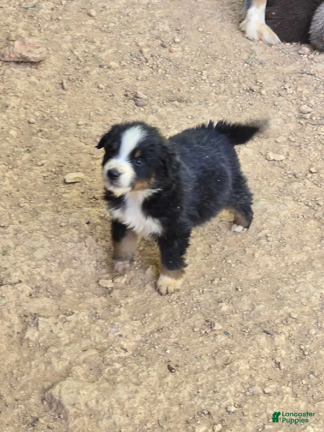 Australian Shepherd dogs for sale: Australian Shepherd Puppy 7 - Ad 1