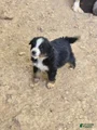 Australian Shepherd Puppy 7
