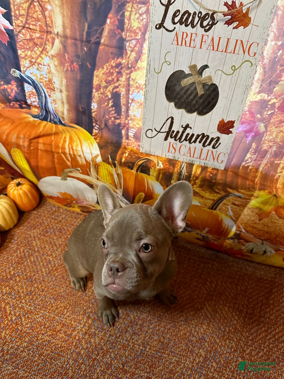 French Bulldog dogs for sale: French Bulldog 2 - Ad 7