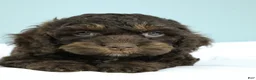 Cockapoo dogs for sale: Caleb 🫧 - Ad 7