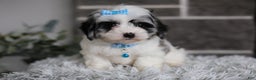 Maltipoo dogs for sale: Sapphire - Ad 10