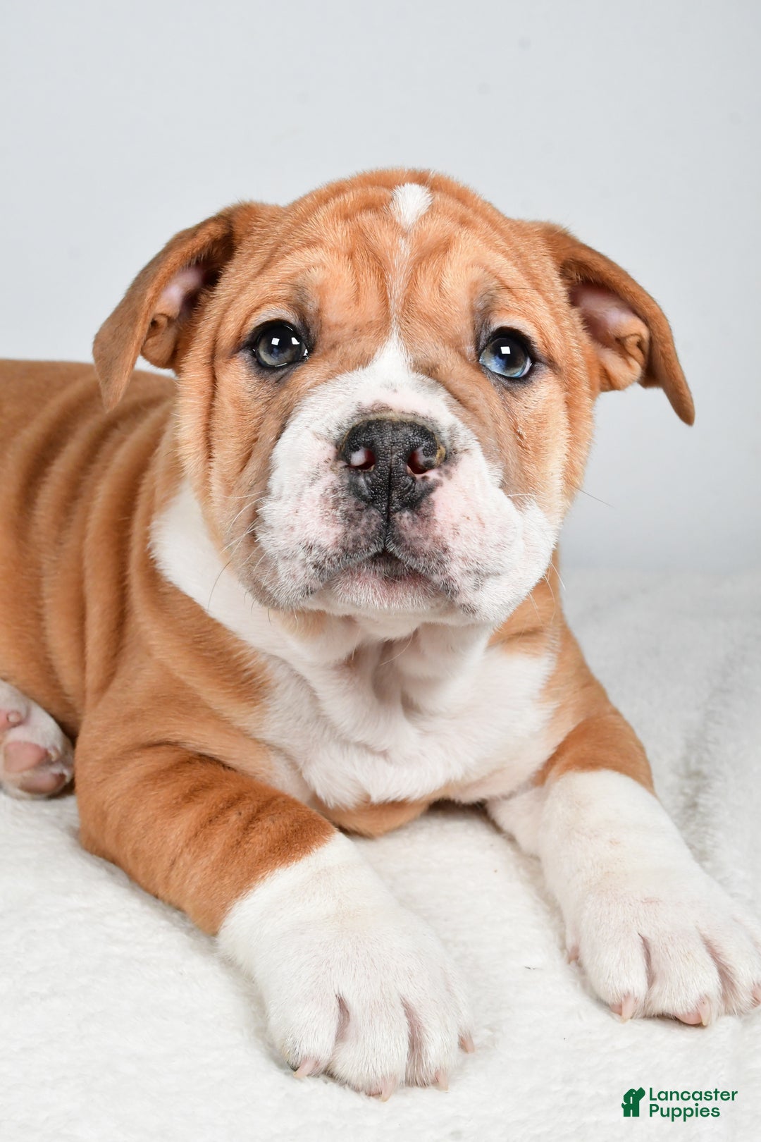 Beabull dogs for sale: Tanner - Ad 2