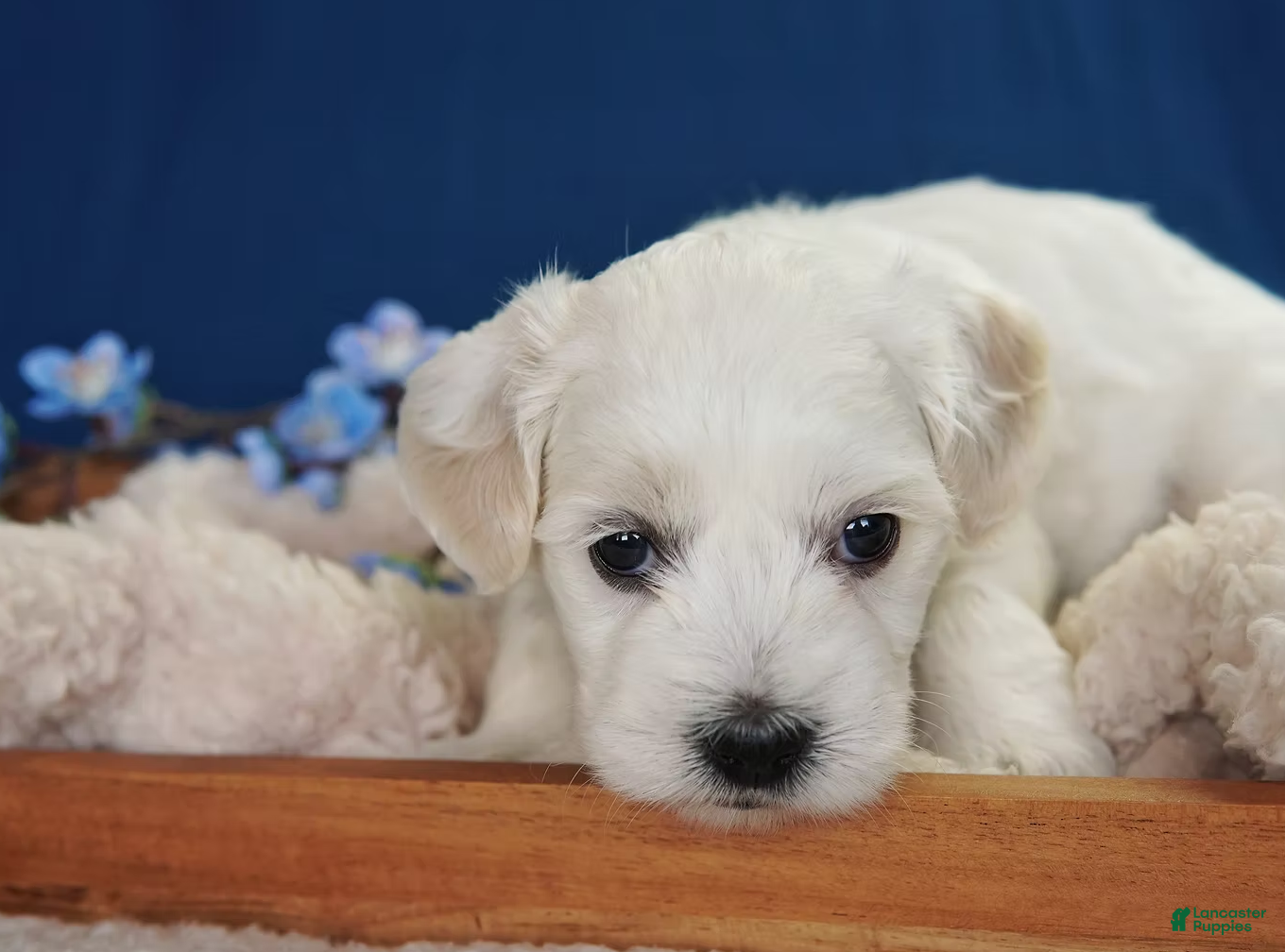 Coton De Tulear dogs Dunbar - Ad 2