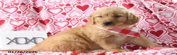 Golden Retriever dogs for sale: Reed - Ad 4