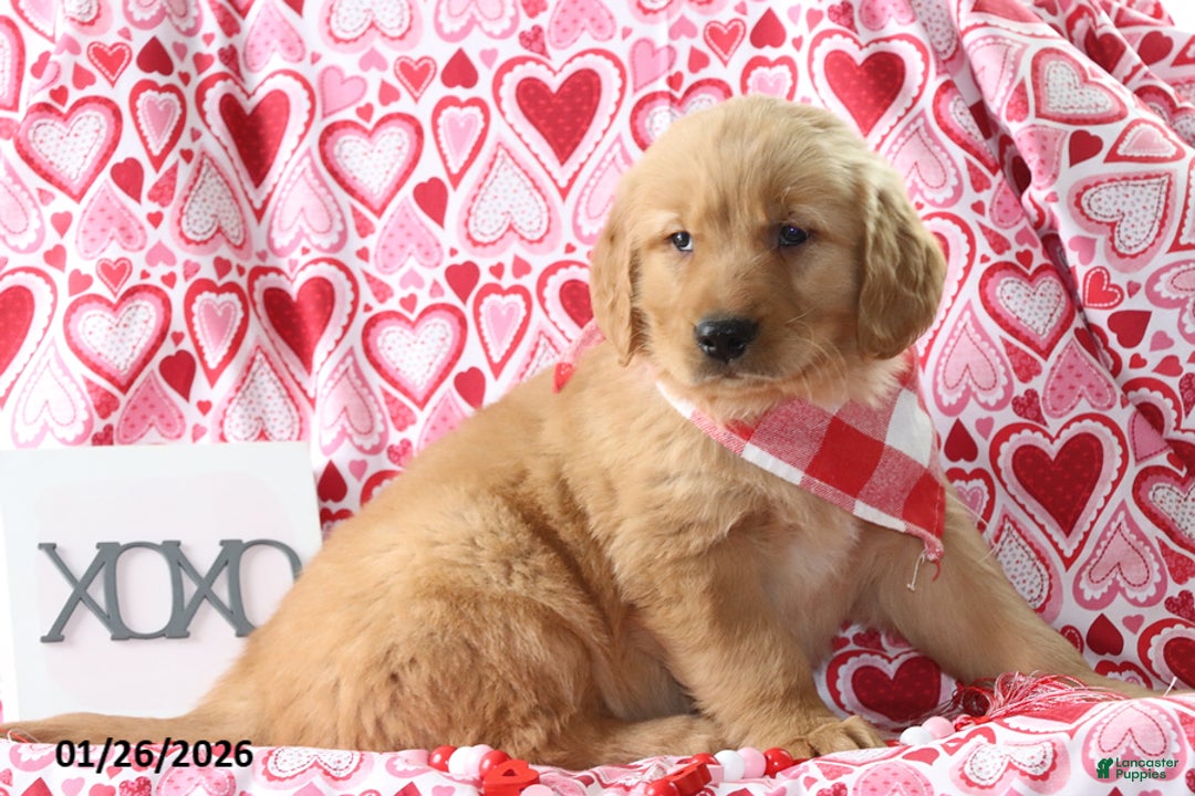 Golden Retriever dogs for sale: Reed - Ad 4