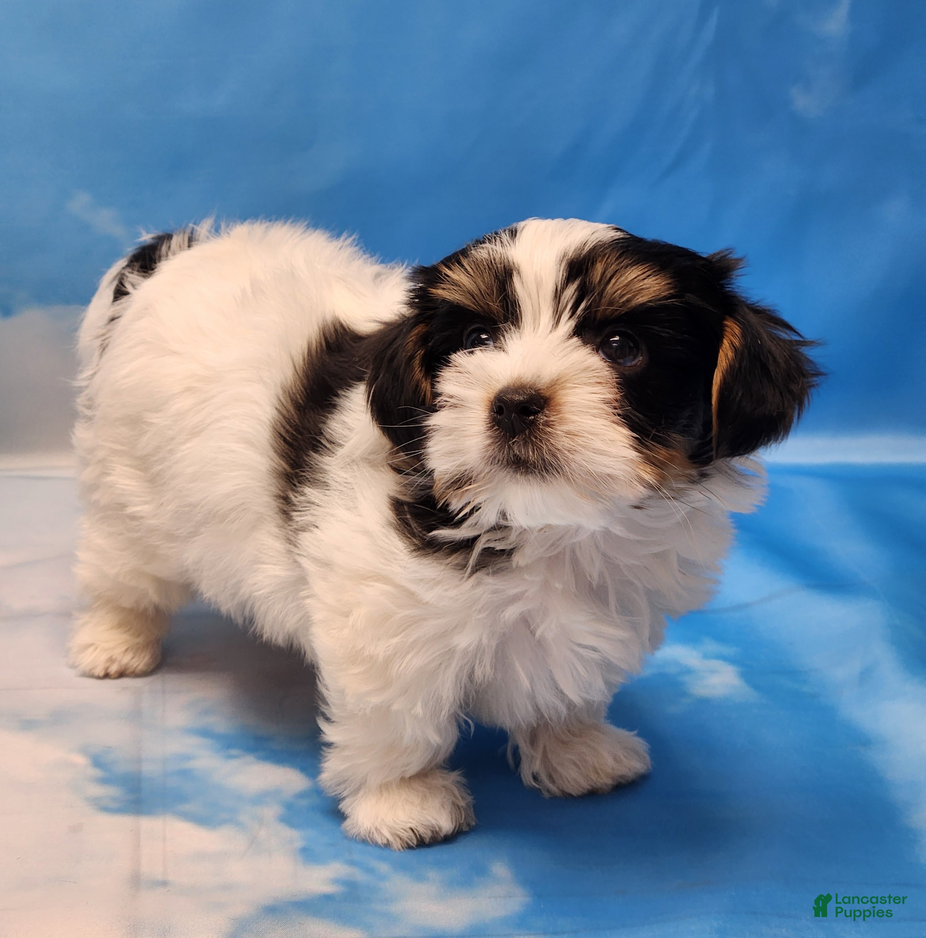 Biewer Terrier dogs Archie - Ad 1