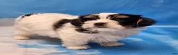 Biewer Terrier dogs for sale: Archie - Ad 1