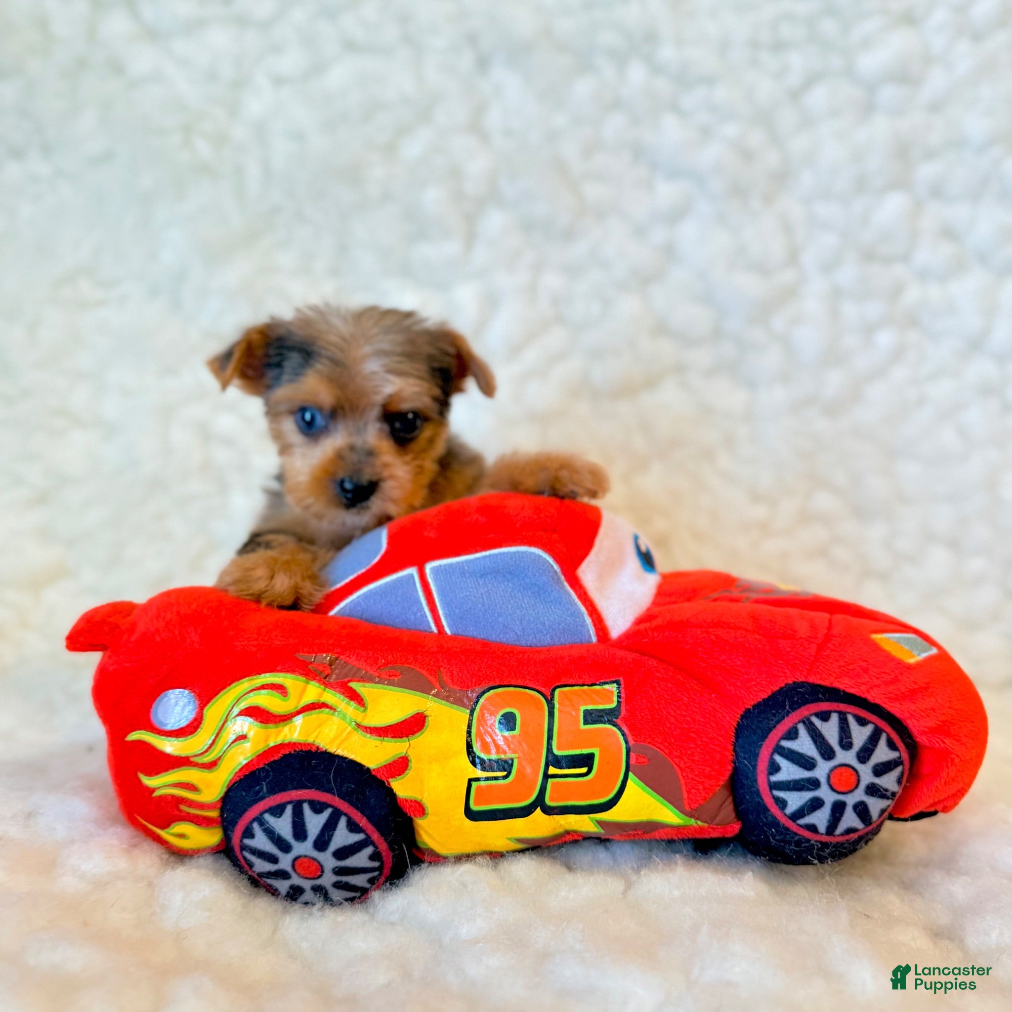 Yorkshire Terrier dogs Blue tiny toy - Ad 1
