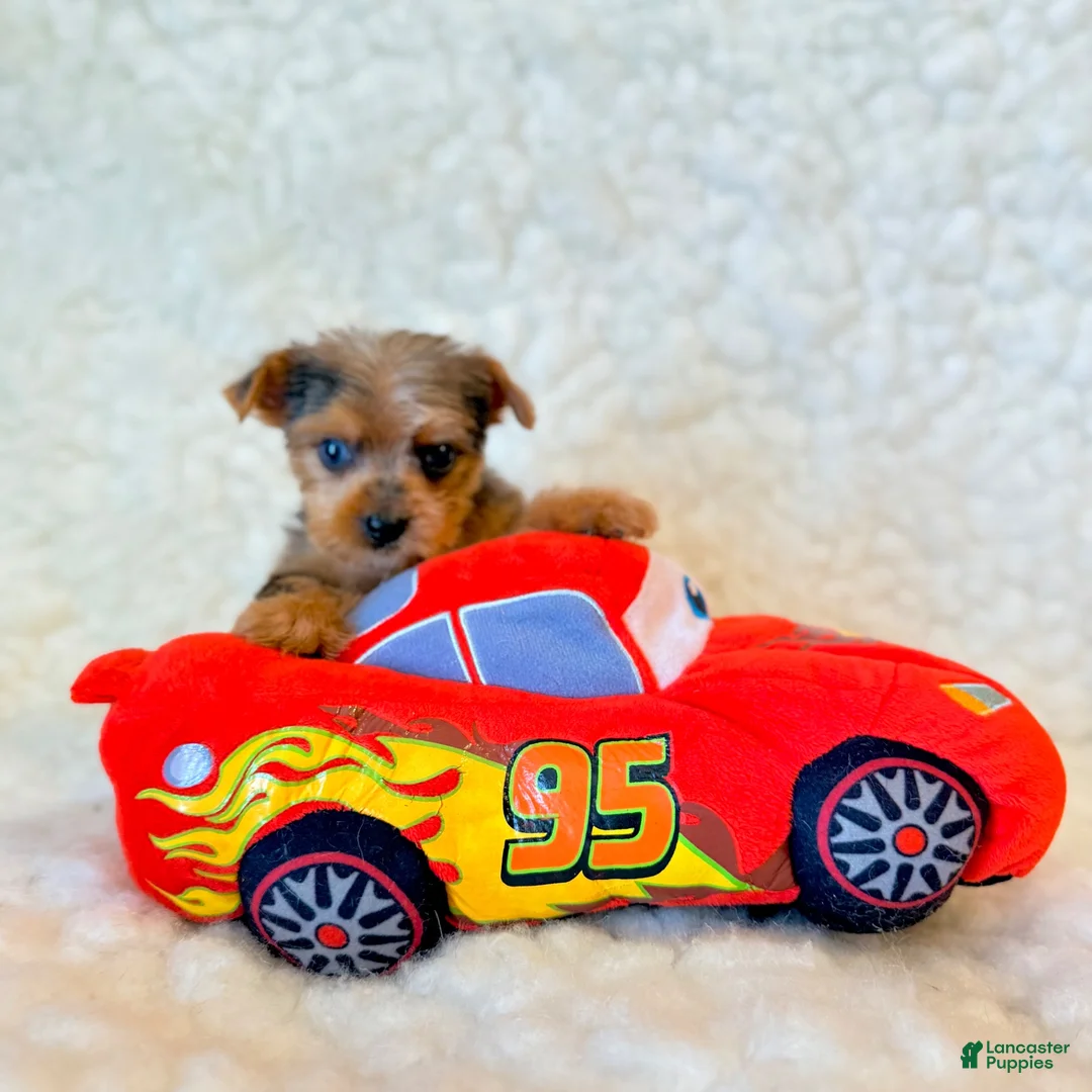 Yorkshire Terrier dogs for sale: Blue tiny toy - Ad 1
