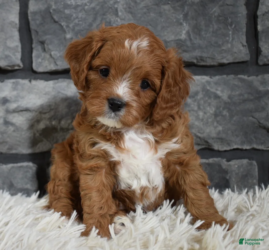 Cavapoo dogs for sale: Peanut  - Ad 3