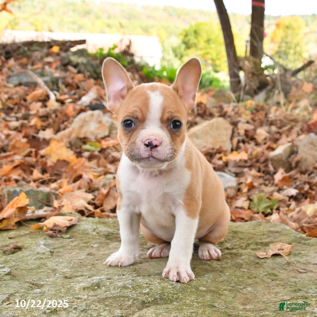 Frenchton dogs for sale: Cashew - Ad 3